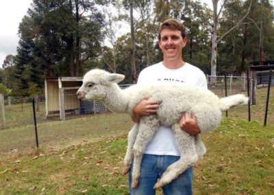 Jack Marshall i15-14367Alpacas NM168