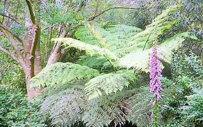 Mindfully WWOOFing at Toolinga in Healesville.