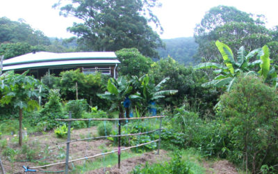 WWOOF at Noosa Forest Retreat