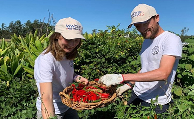 world organic farming volunteer