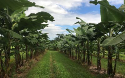 WWOOFing in  North Queensland