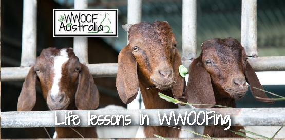 Life lessons in WWOOFing
