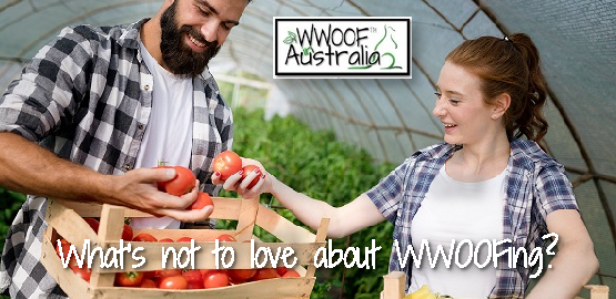 What’s not to love about Volunteering with WWOOF?