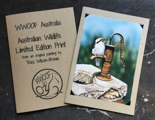 Kookaburra on water pump print