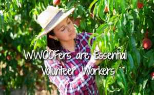 WWOOFers are Essential Volunteers