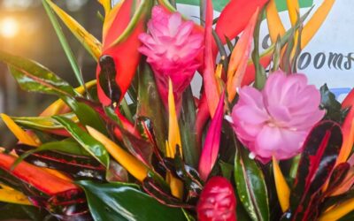 FNQ Blooms – Bartle Frere Far North Queensland