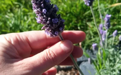 Wine Country Lavender, Singleton NSW