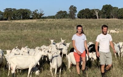 From Paddock to Plate – Goats Cheese