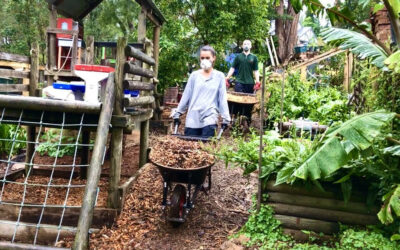 The Urban Farmer Blue Mountains – Growing Food, Art and Community