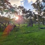 Profile picture of Ariela labradors, (Alpaca's, Sheep, chickens, vegetables)