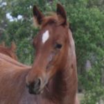 Profile picture of corey smith hph horses