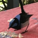 Profile picture of Blue Wren Cottage