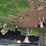 Profile picture of Dais