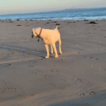 Profile picture of Beach and Bush Escape
