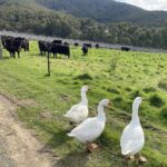 Profile picture of Rex Williams