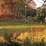 Profile picture of Lenkenya