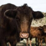 Profile picture of Dooralong Farm