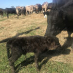 Profile picture of Lara