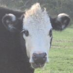 Profile picture of Valle Pacis