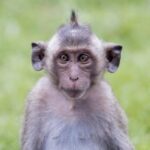Profile picture of Haelwenn Sebille Kernaudour