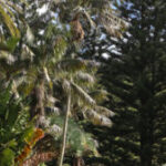 Profile picture of Lisa C Woodward