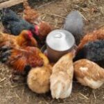 Profile picture of joanne cho