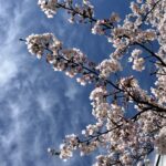 Profile picture of Tenka Ogawa