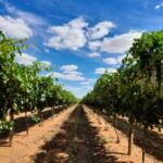 Profile picture of Budou Farms