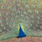 Profile picture of Vangy Baker