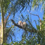 Profile picture of Shahar