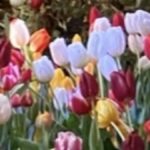 Profile picture of Gabriele Goebel