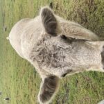 Profile picture of Gray’s Farm