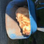 Profile picture of The Plot Bodalla