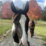 Profile picture of Yajilarra Retreat