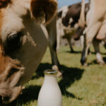 Profile picture of Twin Leafs Farm