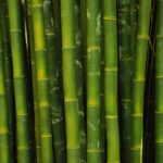 Profile picture of The Peace of Bamboo
