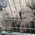 Profile picture of Home among the Gumtrees