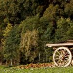 Profile picture of Home among the Gumtrees
