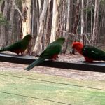 Profile picture of Gardening near Daylesford Australia