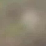 Profile picture of The Berrys