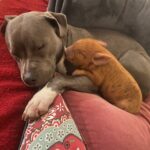 Profile picture of Great Ocean Rd Homestead Organic farm, Otways Victoria