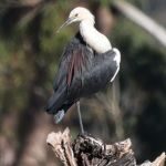 Profile picture of Cann River Farm