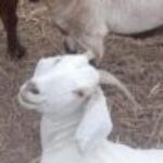 Profile picture of Francoise