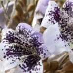 Profile picture of Kath Gardiner