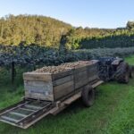Profile picture of Comboyne Orchards - John