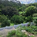 Profile picture of Organic Permaculture Hobby Farm Sunshine Coast Jeremy and Celeste