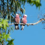 Profile picture of Burrowye Bush Retreat