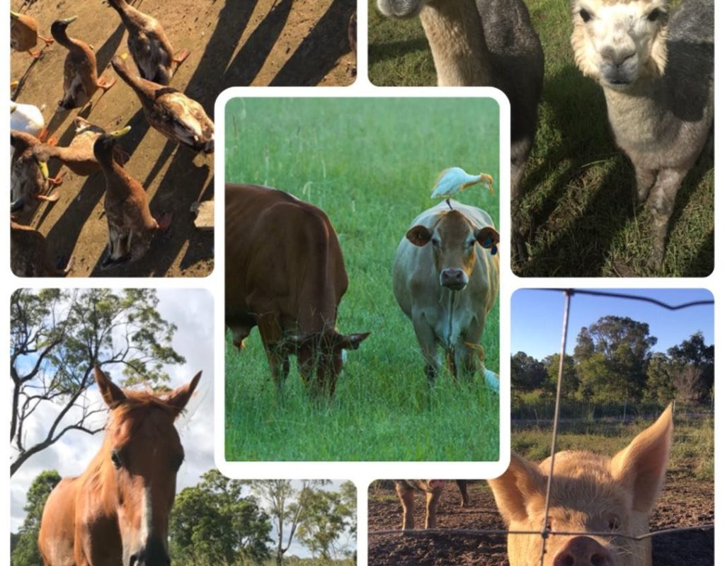 animals on the farm