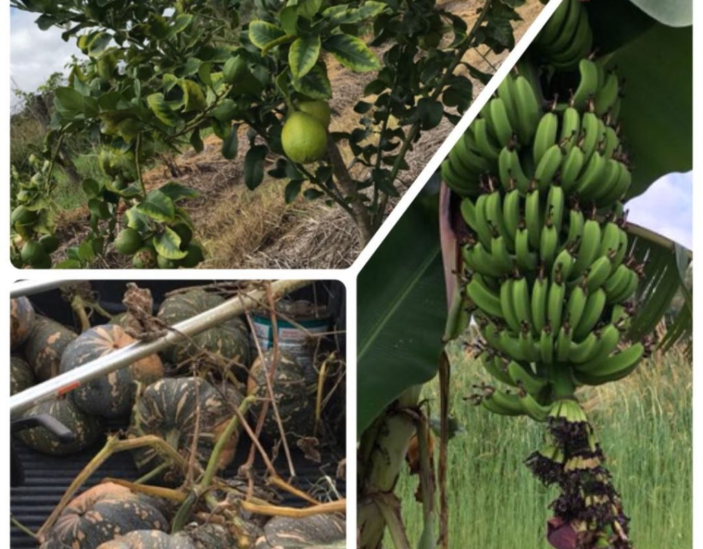 fruit trees and vegetables