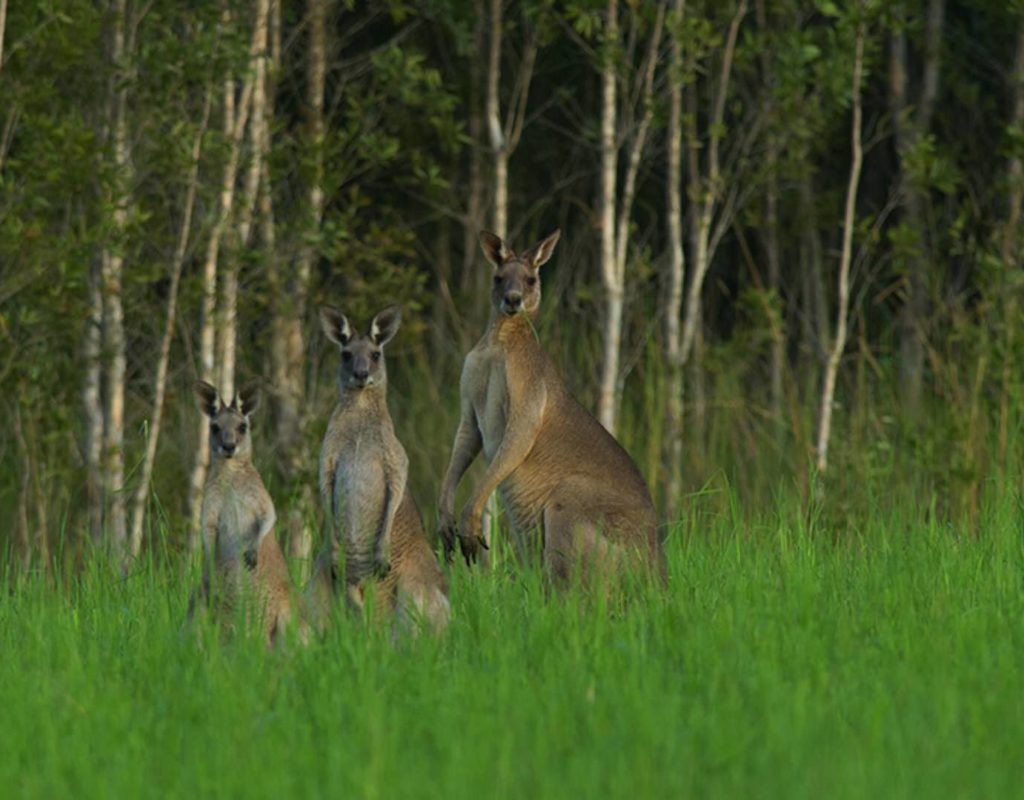A regular family  in our farm ?